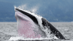 Inside the Crypto Whale Games: How Liquidation Hunting Targets Leveraged Traders