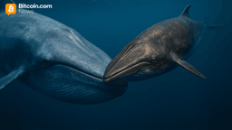 Dormant Whales Stir Amid Bitcoin’s Cool Down — $28 Million in Vintage BTC Just Shifted
