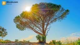 Wisdomtree Launches Tokenized Equity Options Strategy Fund for Crypto-Native Investors