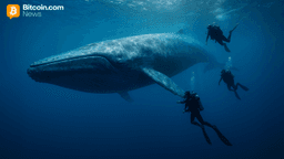 Bitcoin Whale's $300M Transfer Sparks Speculation After Kraken Hot Wallet Transaction Goes Viral