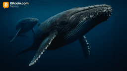 Cryptoquant: Large Holders Step Back, Bitcoin Regains Short-Term Strength