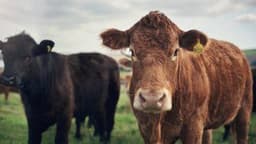 From Pasture to Blockchain: How Tokenized Cows Are Revolutionizing Agricultural Finance in Brazil