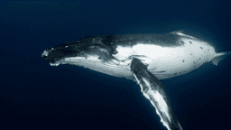Satoshi-Era Bitcoin Whale Awakens, Moves $48M in Vintage BTC