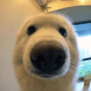 BOOP icon