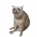 CASHCAT icon